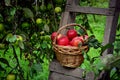 Red ripe apple in basket Royalty Free Stock Photo