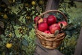 Red ripe apple in basket Royalty Free Stock Photo