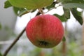 Red ripe apple on branch 20497