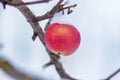 Red ripe apple, covered with snow, on a tree in the garden in wi Royalty Free Stock Photo