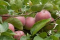 Red ripe apple fruits on the tree Royalty Free Stock Photo