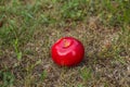 Red ripe apple on ground in garden Royalty Free Stock Photo