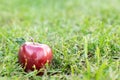 Red ripe apple on the ground in an orchard, garden Royalty Free Stock Photo