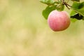Red-ripe apple hanging alone on a branch. Blurred green background Royalty Free Stock Photo