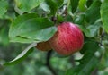 Red ripe Apple hanging on a branch with green foliage close-up. Crop of apples. Juicy delicious fresh fruit. Grade Oryol striped Royalty Free Stock Photo