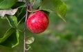 Red ripe Apple hanging on a branch with green foliage close-up. Crop of apples. Juicy delicious fresh fruit. Grade Oryol striped Royalty Free Stock Photo