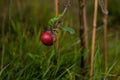 Red ripe apple hanging from the bransch of a tree ..