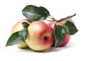 Red ripe apple with leaves Royalty Free Stock Photo
