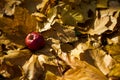 Red ripe Apple lies on the yellow dry maple leaves in the autumn in the sun. Autumn dry leaves on the ground Royalty Free Stock Photo