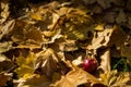 Red ripe Apple lies on the yellow dry maple leaves in the autumn in the sun. Autumn dry leaves on the ground Royalty Free Stock Photo