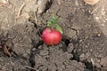 Red ripe Apple lying on the ground cracked