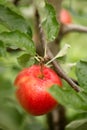 red ripe apple with raindrops hanging on a branch Royalty Free Stock Photo