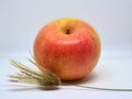 The Red Ripe Apple. Royalty Free Stock Photo