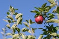 A red ripe apple on a tree branch. One fruit in an orchard again Royalty Free Stock Photo