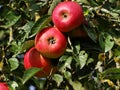 Red ripe apple on tree Royalty Free Stock Photo