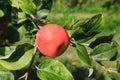 Red Ripe Apple in Tree Royalty Free Stock Photo
