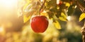 A red ripe apple on an apple tree, sunlit on the morning