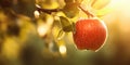 A red ripe apple on an apple tree, sunlit on the morning