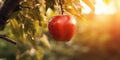 A red ripe apple on an apple tree, sunlit on the morning