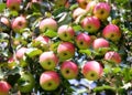 Red ripe apples Royalty Free Stock Photo