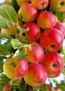 Red ripe apples Royalty Free Stock Photo
