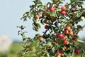 Red ripe apples Royalty Free Stock Photo