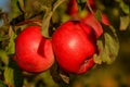 Red ripe apples on an Apple tree branch. Autumn, the harvest sea Royalty Free Stock Photo