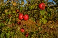 Red ripe apples on an Apple tree branch. Autumn, the harvest sea Royalty Free Stock Photo