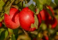 Red ripe apples on an Apple tree branch. Autumn, the harvest sea Royalty Free Stock Photo