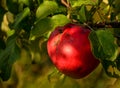 Red ripe apples on an Apple tree branch. Autumn, the harvest sea Royalty Free Stock Photo