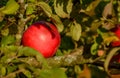 Red ripe apples on an Apple tree branch. Autumn, the harvest sea Royalty Free Stock Photo