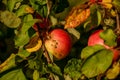 Red ripe apples on an Apple tree branch. Autumn, the harvest sea Royalty Free Stock Photo