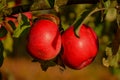 Red ripe apples on an Apple tree branch. Autumn, the harvest sea Royalty Free Stock Photo