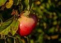 Red ripe apples on an Apple tree branch. Autumn, the harvest sea Royalty Free Stock Photo