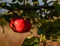 Red ripe apples on an Apple tree branch. Autumn, the harvest sea Royalty Free Stock Photo