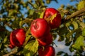 Red ripe apples on an Apple tree branch. Autumn, the harvest sea Royalty Free Stock Photo