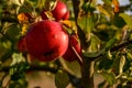 Red ripe apples on an Apple tree branch. Autumn, the harvest sea Royalty Free Stock Photo