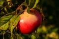 Red ripe apples on an Apple tree branch. Autumn, the harvest sea Royalty Free Stock Photo