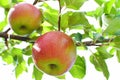 Red ripe apples on apple tree Royalty Free Stock Photo