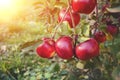 Red ripe apples on an apple tree branch Royalty Free Stock Photo