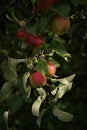 Red ripe apples on apple tree branch Royalty Free Stock Photo