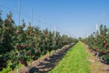 Red apple orchard in Poland Royalty Free Stock Photo