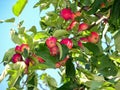 Gifts of autumn. Red ripe apples on the apple tree. Royalty Free Stock Photo