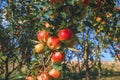 Red ripe apples on a branch in an autumn garden. Fruit picking. Blurred sky background Royalty Free Stock Photo
