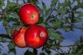 Red ripe apples on a branch ready to be harvested. Fresh red apples on tree in garden. Red apples on tree close up. Royalty Free Stock Photo