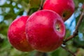 Red ripe apples on a branch ready to be harvested. Fresh red apples on tree in summer garden. Red apples on tree close up. Royalty Free Stock Photo