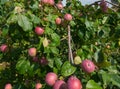 red ripe apples in the garden on an apple tree