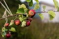 Red ripe apples hanging from the bransch of a tree ..