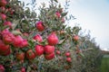 Red and ripe apples hanging from a tree branch Royalty Free Stock Photo