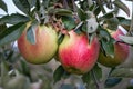 Red and ripe apples hanging from a tree branch Royalty Free Stock Photo